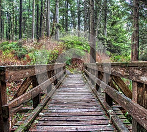 Wooden Foot Bridge Along Trail in Forest