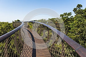 Wooden footbridge above trees in Kirstenbosch botanical garden, Cape Town