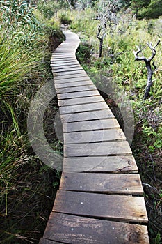 Wooden footbridge across wetlands