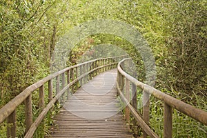 Wooden footbridge through a bamboo forest