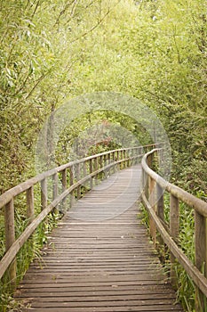 Wooden footbridge through a bamboo forest