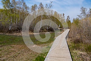 Wooden footbridge in the Drover Heide nature reserve