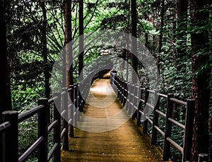 Wooden footbridge through the forest of Ansan Mountain.