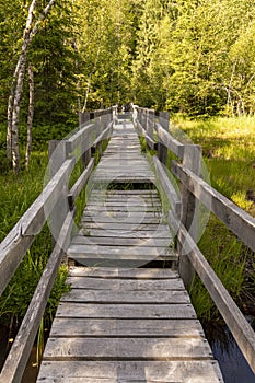 Wooden footbridge through the swamp