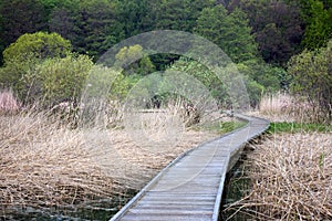 Wooden footpath