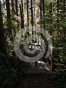 Wooden Footpath Bridge in Lush Forest, Redwoods National Park