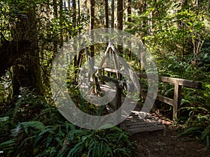 Wooden Footpath Bridge in Lush Forest, Redwoods National Park