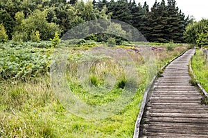 Wooden footpath in countryside