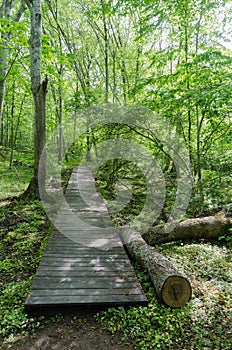 Wooden footpath in a deciduous forest with fresh green leaves