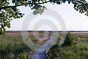 Wooden footpath in a green marshland