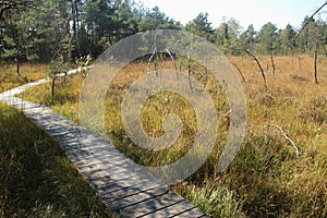 Wooden footpath through the Ibm Moorland in upper Austria, in early autumn.