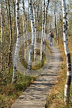 Wooden footpath through the Ibm Moorland in upper Austria, in early autumn.