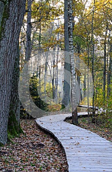 Wooden footpath at oak forest