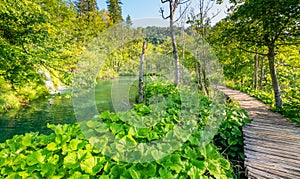 Wooden footpath at Plitvice national park, Croatia. Pathway in the forest near the lake and waterfall. Fresh beautiful nature,