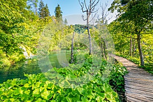 Wooden footpath at Plitvice national park, Croatia. Pathway in the forest near the lake and waterfall. Fresh beautiful nature,