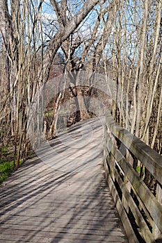 A wooden footpath in the woods in the springtime