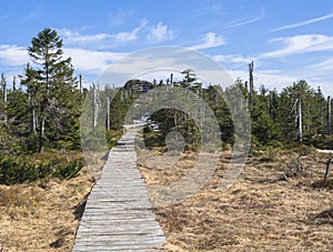 Wooden footpath trek in Jizerske hory mountain in spring with lush green spruce tree forest and snow at sunny day, blue