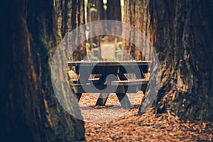 Wooden Forest Bench Between Redwood Forest