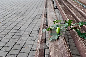 Wooden forged park bench, brown bench with forged metal legs, a sprig with an acorn, pavement tiles