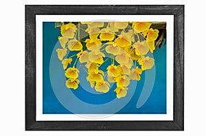 Wooden frame of beautiful yellow dendrobium lindleyi orchid flowers