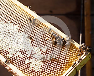 Wooden frame with bee honeycombs