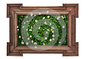 Wooden frame with daisies flowers green grass lawn