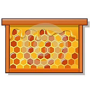 Wooden frame with sweet golden honeycomb with honey isolated on white background. Natural healthy food. Vector cartoon