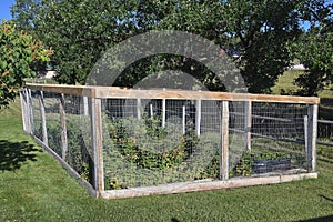 Wooden frame and wire mesh surround an outdoor garden