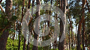 Wooden frames with floral compositions arrangement hanging on boho style wedding party venue outdoors in pine forest