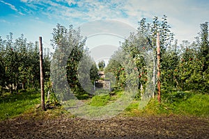 Wooden fruit crates lined up between rows of ripe apples in apple orchard