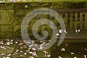 Wooden garden bench green mossy stone wall flower petals