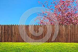 A wooden garden fence at backyard and bloom tree
