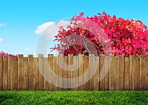 Wooden garden fence at backyard and bloom tree in spring