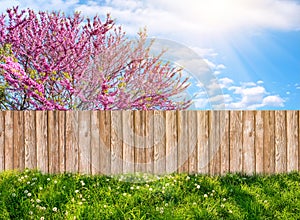 Wooden garden fence at backyard and blooming tree in spring