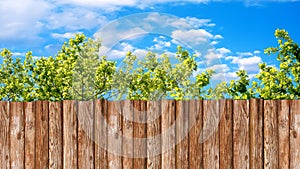Wooden garden fence at backyard, green trees and blue sky with white clouds