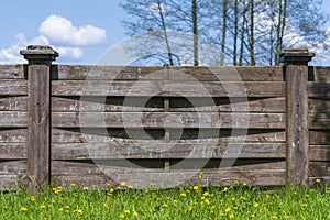 Wooden garden fence, green grass and blooming dandelion flowers on a spring day