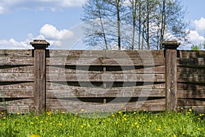 Wooden garden fence, green grass and blooming dandelion flowers on a spring day