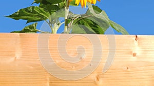 Wooden garden fence shot to a close up shot of a sunflower plant with three bees looking for pollen and nectar