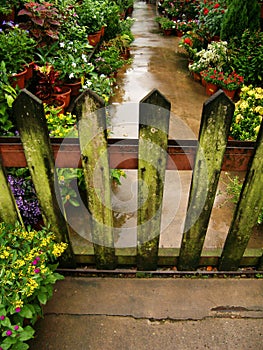 Wooden garden gate & lichen photo