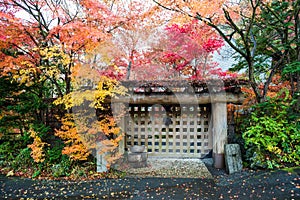 Wooden gate colorful autumn maple tree leaves