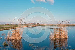 Wooden gate with marran grass in water in the countryside from Friesland in the Netherlands photo