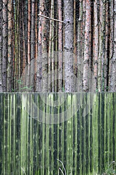 Wooden green fence slender forest trees