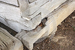 Wooden ground sill showing old fungus attack
