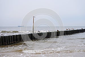Wooden groyne with seagulls on a sea