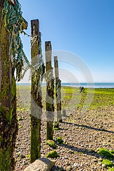 Wooden Groynes and Seaweed