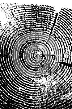 Wooden grungy lines texture background in black and white