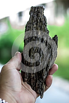 The wooden handle that was destroyed by termites