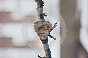 Wooden heart on a apple tree