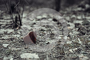 Wooden heart.Fir-cone needle and leaves background. Tined. Close-up