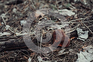 Wooden heart.Fir-cone needle and leaves background. Tined. Close-up photo